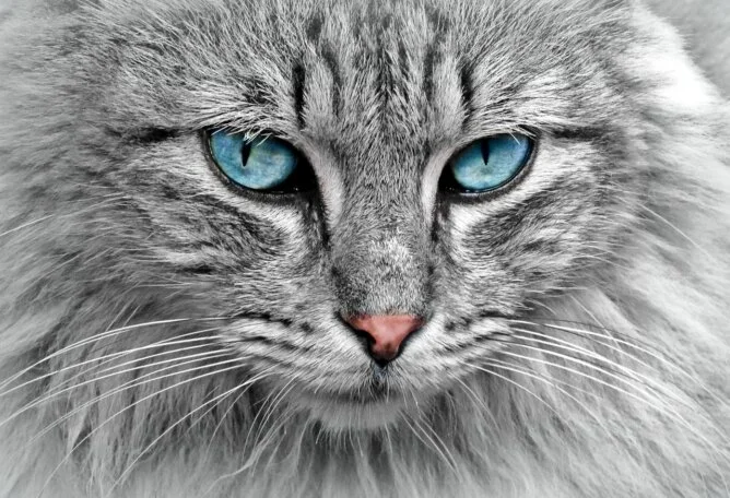 Grey Cat Beautiful Cat with Blue Eyes Staring