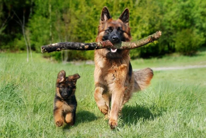 Adult Dog with Puppy German Shepherd Dog with Puppy